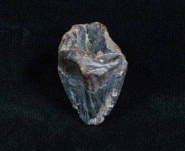 Large Unworn Triceratops Tooth #4002